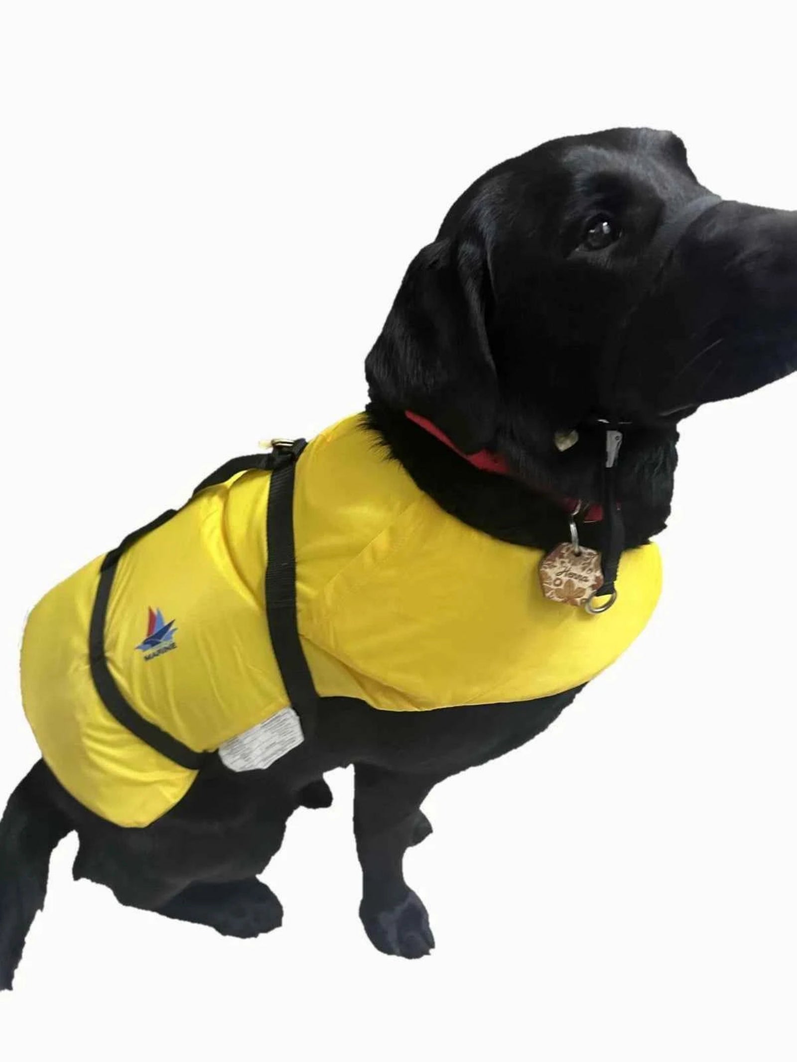 Trekk Marine Dog Canine Flotation Support Jacket Devices in Yellow on a Black Lab | ScoutTech Outfitters Mississauga Store